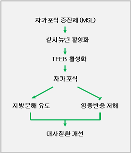 자가포식 증진 물질(MSL)의 세포 내 작용과 대사질환 개선 흐름도(자료 제공: 연세의료원)