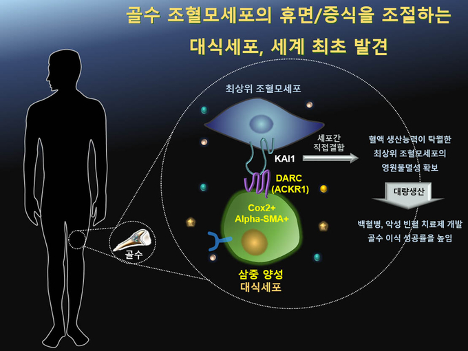 조혈모세포의 휴면/증식을 조절하는 대식세포의 발견으로 조혈모세포의 대량생산이 가능해질 수도 있다.