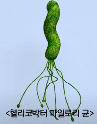 헬리코박터 파일로리균   